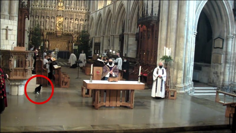 Southwark Cathedral introduces Hodge the cat