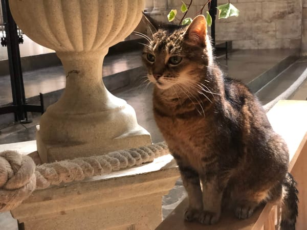 Doorkins the cathedral cat retires after a decade delighting visitors